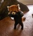 10 Interesting Red Panda Facts