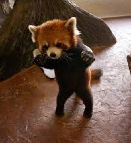 Red Panda Cute
