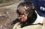 10 Interesting Tasmanian Devil Facts