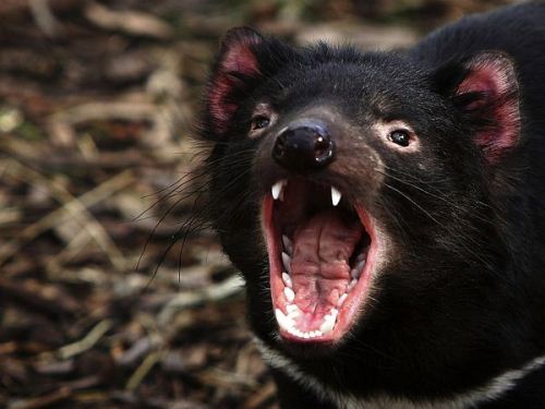 Tasmanian devil Facts