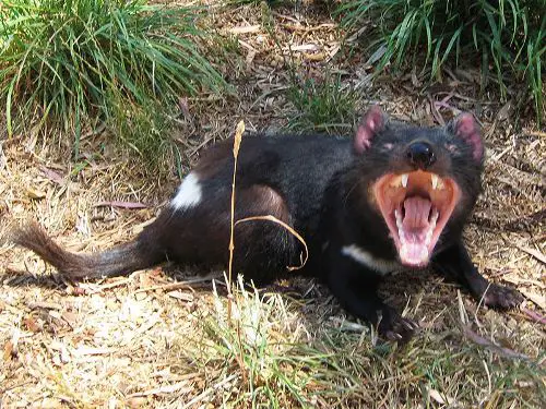 Tasmanian devil's Jaws