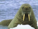 10 Interesting Walrus Facts