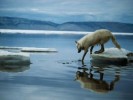 10 Interesting Arctic Wolf Facts