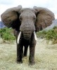 10 Interesting African Elephants Facts