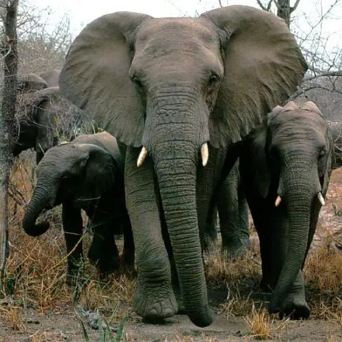African Elephant Group