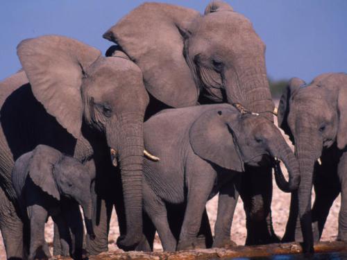 African Elephants Facts