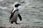 10 Interesting African Penguins Facts