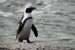 10 Interesting African Penguins Facts