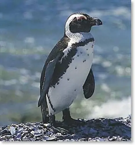 African Penguins Cute