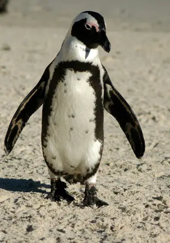 African Penguins Facts