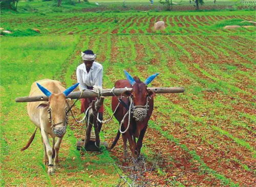 Agriculture India