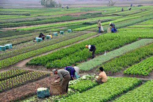 Agriculture in Vietnam
