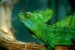 10 Interesting Amphibians Facts