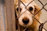 10 Interesting Animal Abuse Facts