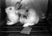 10 Interesting Animal Testing Facts