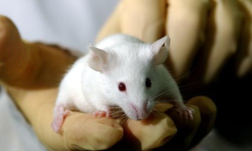 Animal Testing Facts