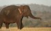 10 Interesting Asian Elephants Facts