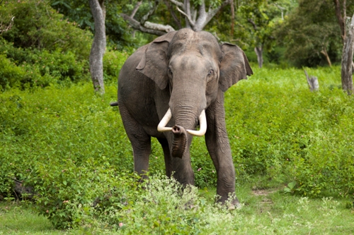 Asian Elephants trunk
