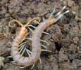 10 Interesting Centipedes Facts