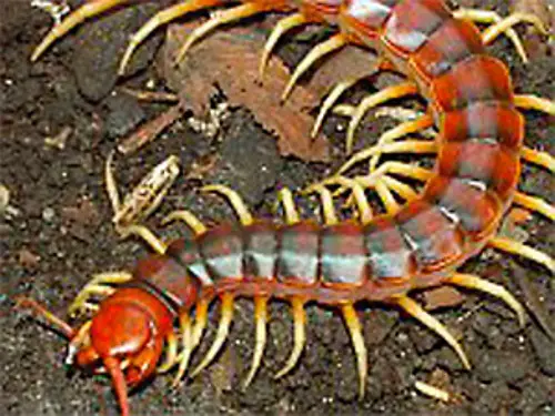 Centipedes Red