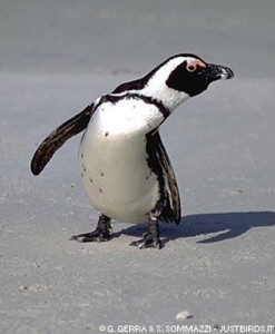 10 Interesting African Penguins Facts | My Interesting Facts