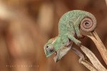 10 Interesting Chameleons Facts