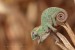 10 Interesting Chameleons Facts