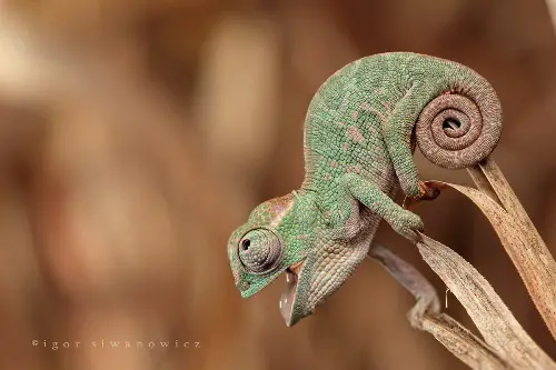 Small Chameleon