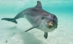 10 Interesting Bottlenose Dolphins Facts