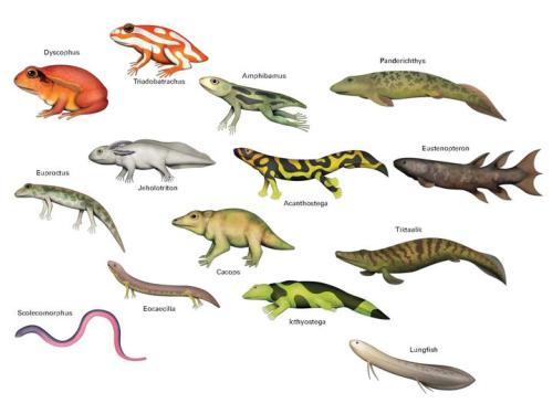 prehistoric amphibians