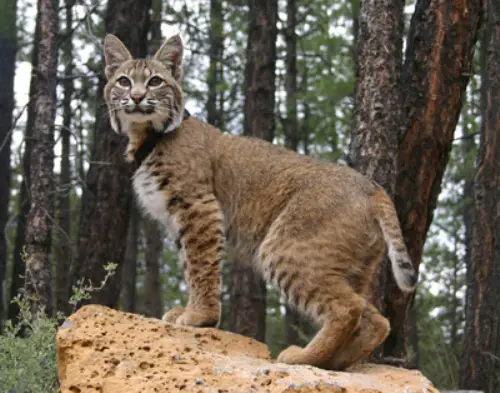 Adult Bobcat