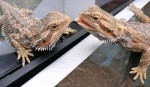 10 Interesting Bearded Dragons Facts