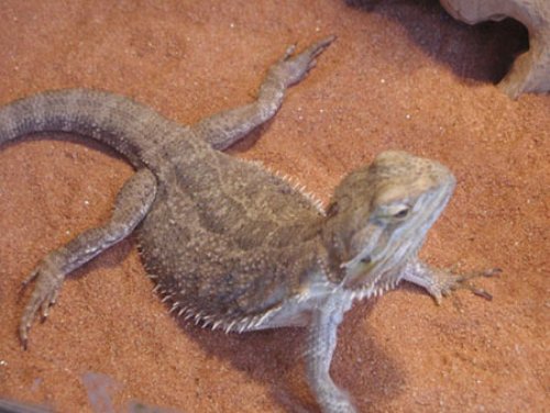 Bearded Dragons facts