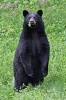 10 Interesting Black Bears Facts