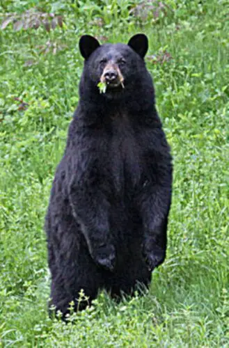 Black Bear in US