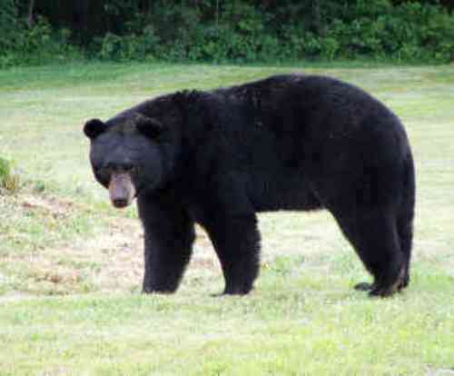 Black Bears Facts