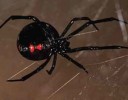 10 Interesting Black Widows Facts