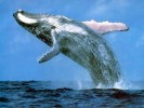 10 Interesting Blue Whale Facts