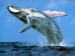 10 Interesting Blue Whale Facts