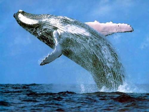 Blue Whale facts