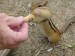 10 Interesting Chipmunks Facts