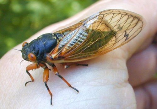 Cicadas animal