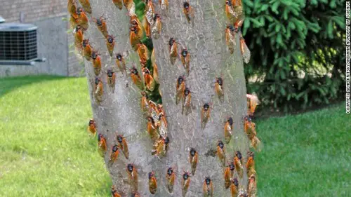 Cicadas  on tree