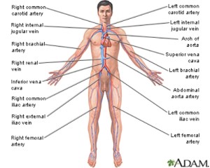 10 Interesting Circulatory System Facts | My Interesting Facts