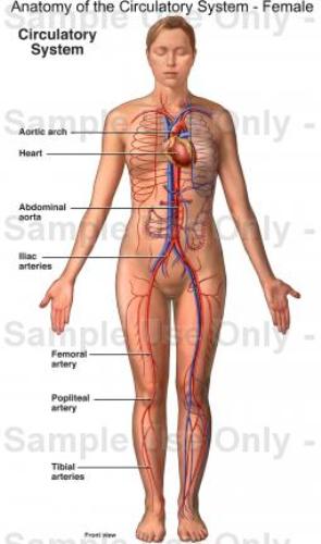 Circulatory System facts