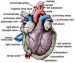 10 Interesting Circulatory System Facts