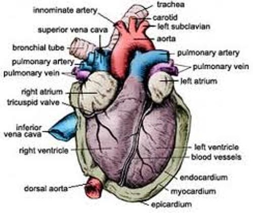 Circulatory System  images