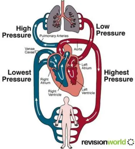 Circulatory System  on human