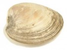 10 Interesting Clam Facts