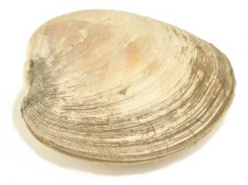 Clam facts